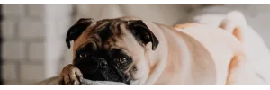 5 Benefits of Dog Boarding in El Paso Texas