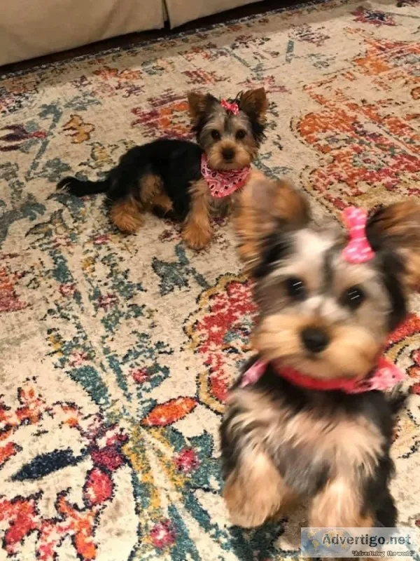 malen female yorkie