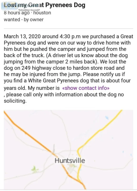 Lost dog great pyrenees 