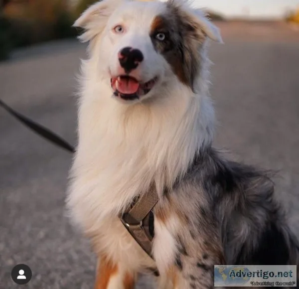 BLUE MERLE AUSTRALIAN SHEPHERD