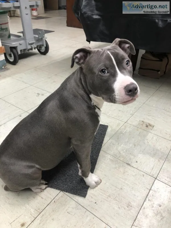 Pitbull puppy for sale