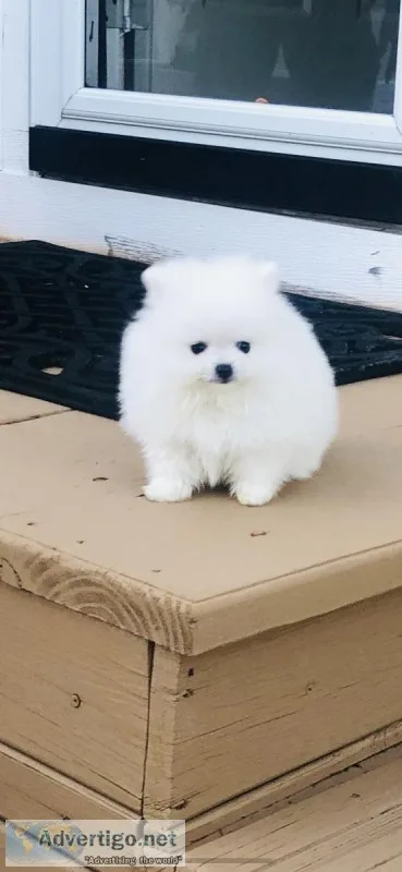 Snow White Pomeranian parents imported