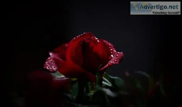 Hindman Funeral Homes and Crematory Inc.