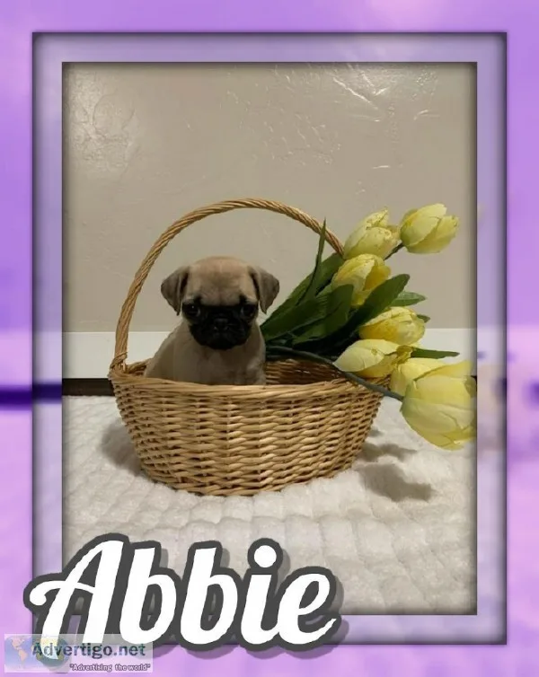 Abbie Female AKC Pug