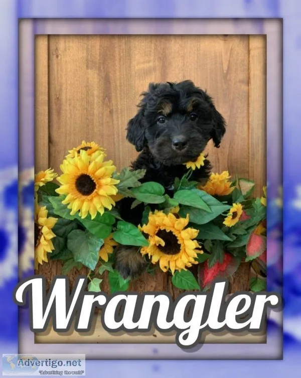 Wrangler Female Bernedoodle