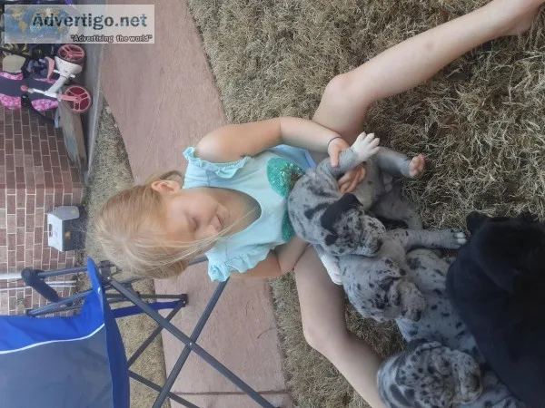 AKC Great Dane puppies