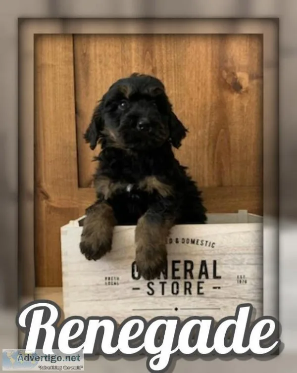 Renegade Male Bernedoodle