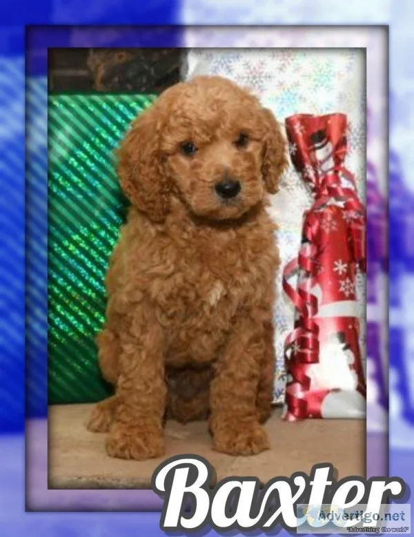 Baxter Male Standard Poodle