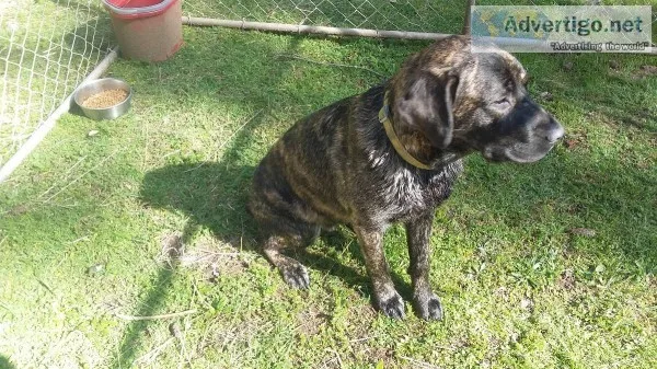 English Mastiff