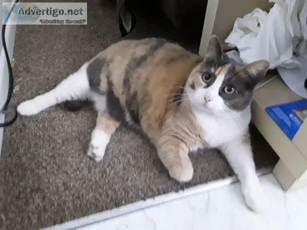 Cat needs new home