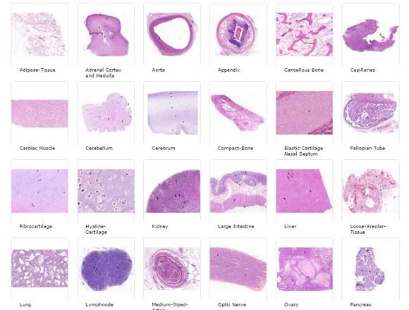 Interested in the Best Digital pathology solutions services in D