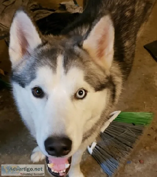 Husky