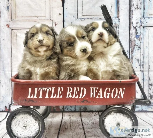 Mini Australian shepherds