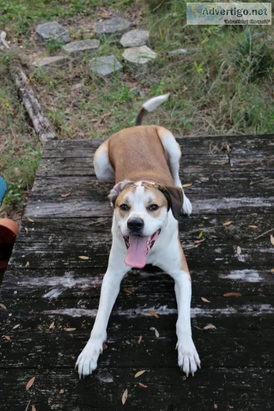 American Foxhound - Beautiful Dog - Tampa Florida