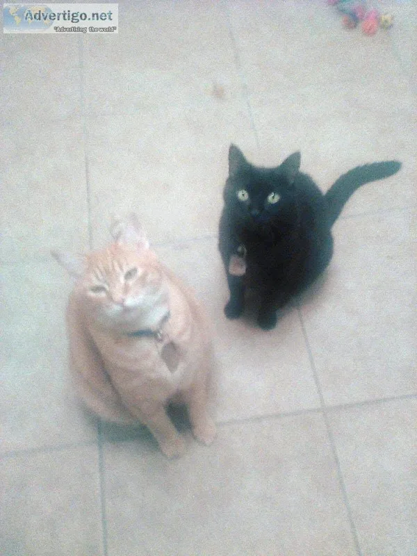 My cats need a good home