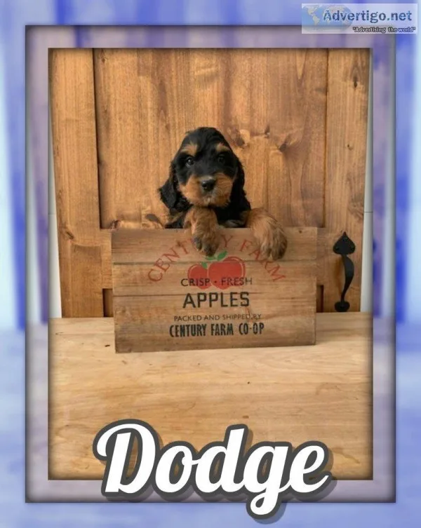 Dodge Male Bernedoodle