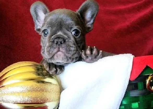 Welch AKC French Bulldog Puppies - Lilac Blue Fawn Sable
