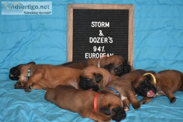 94% European Boxer Puppies