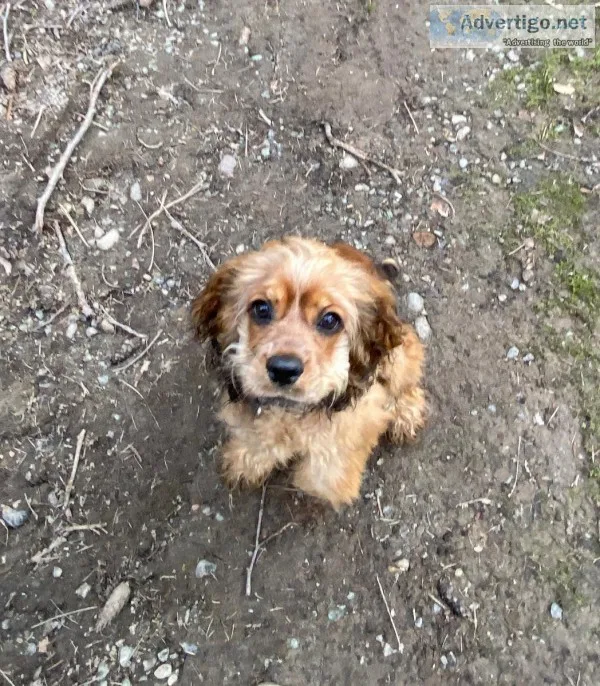 Purebred Cocker Spaniel