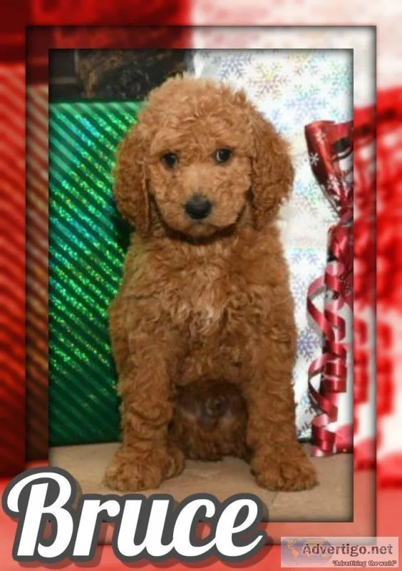 Bruce Male Standard Poodle