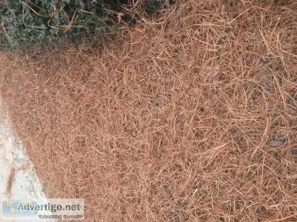 Fresh long needle pinestraw