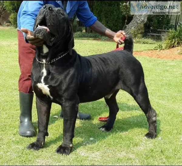 Boerboel