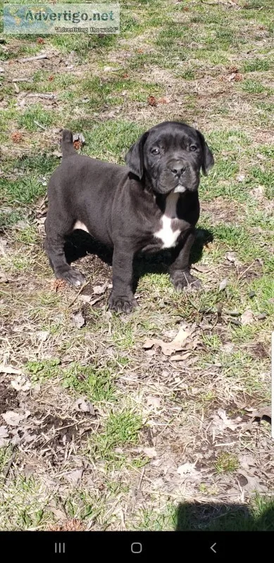 Boerboel