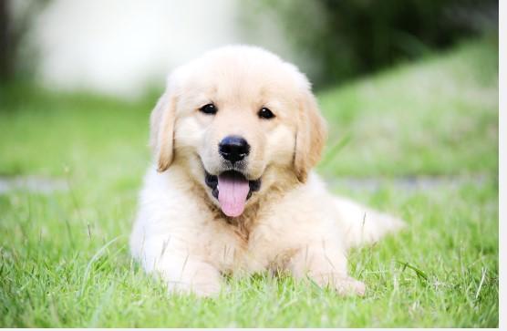 Emerald Lawn Care Service within Your Budget