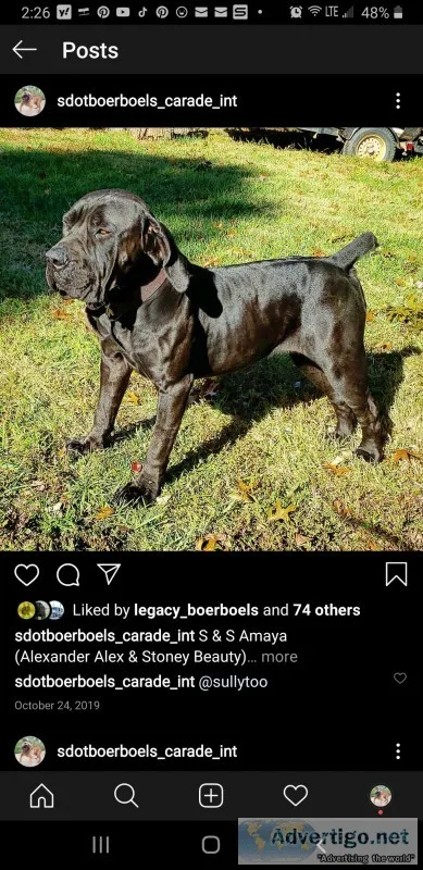 Boerboel
