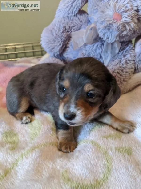 AKC Minature Dachshund Puppies Taking deposits