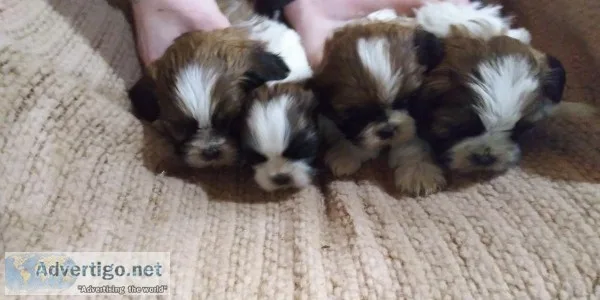 Shih Tzu puppies