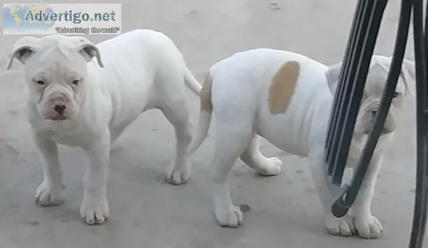 American Bulldog Puppies