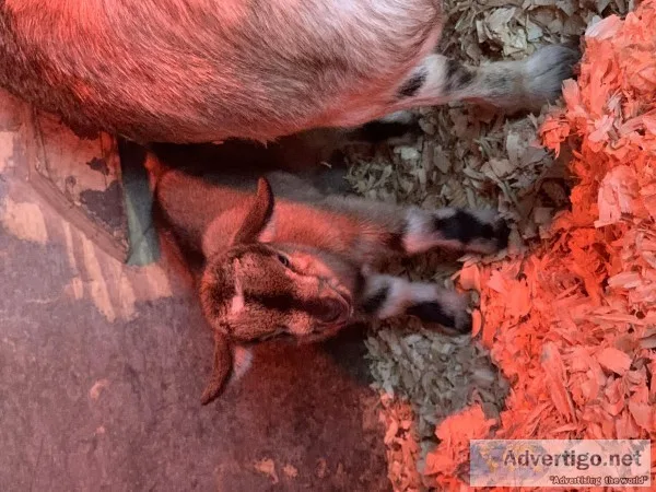 Pygmy goats
