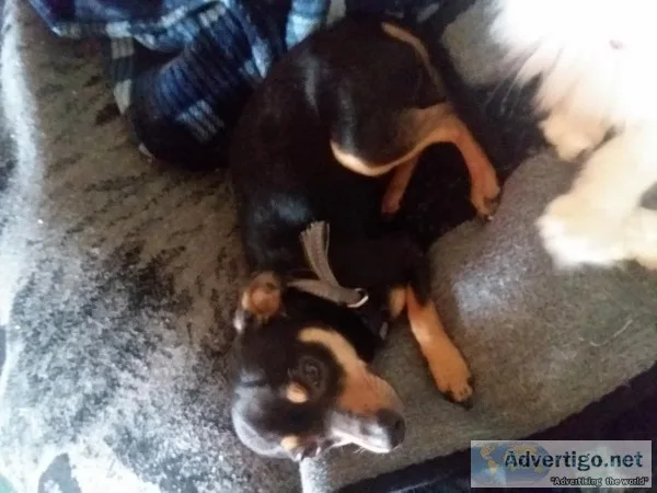 Purebred male chihuahua