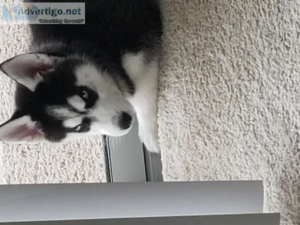 Siberian Husky
