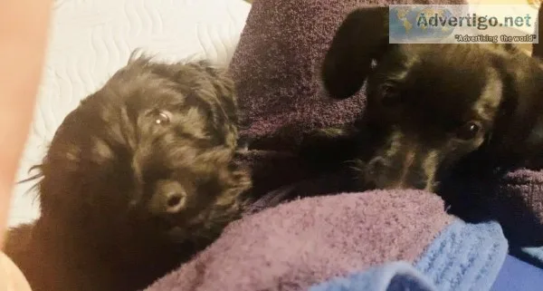 2 Dorkie Pups For Sale (DashchundYorkie)