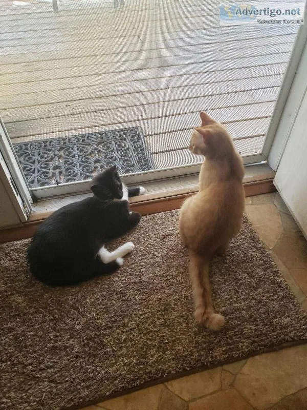2 kitties 4 mo.  Siblings