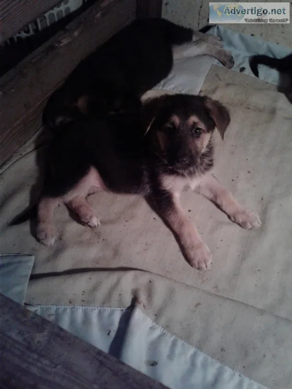 German Shepard Puppies