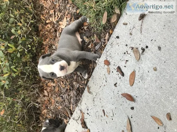 American pitbull terrierAmerican bullies