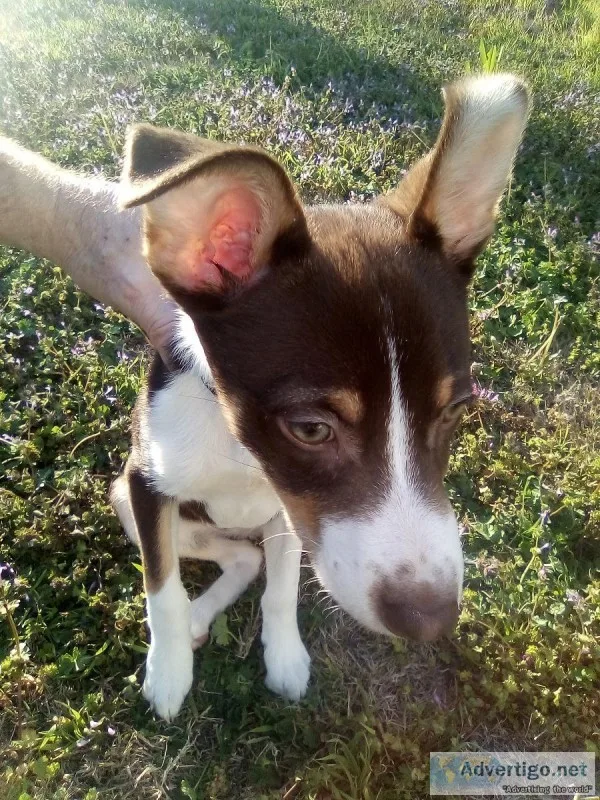 Puppy - Female Mixed Breed