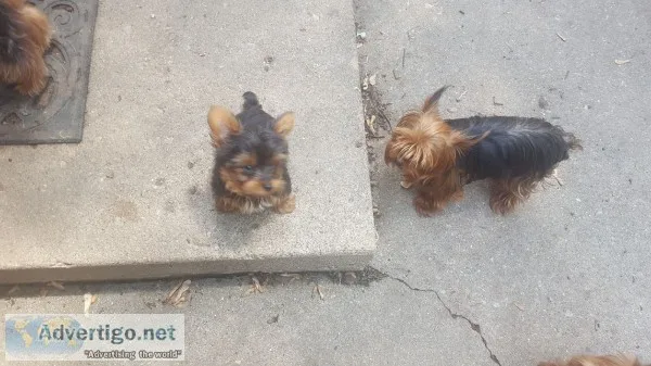 Tea cup yorkie puppies