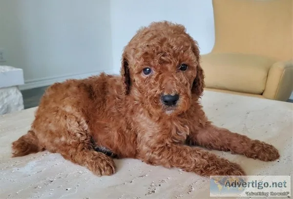 AKC Red Standard Poodle - Big Red