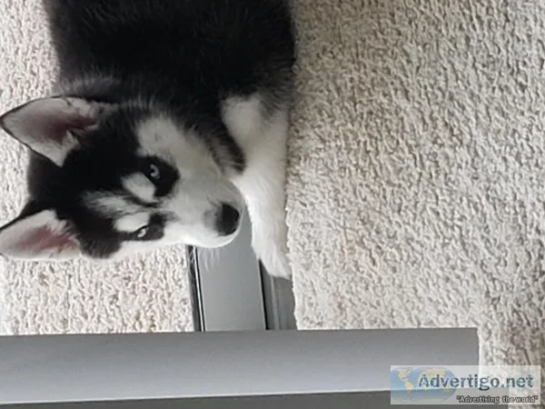 Siberian Husky