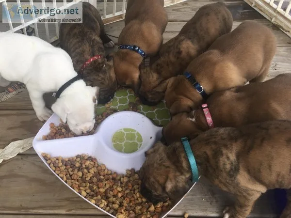 AKC Boxer puppies