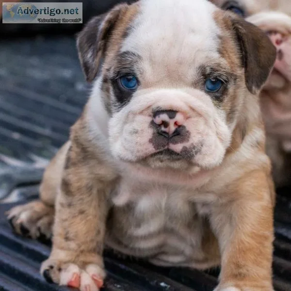 English bulldog