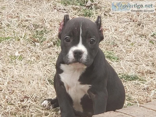 American Bully Puppies