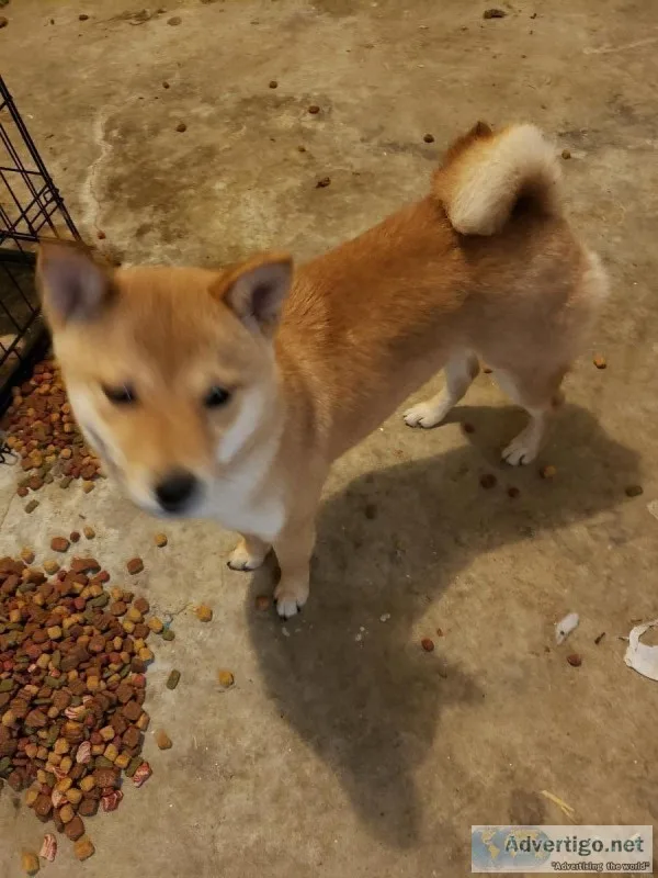 Shiba inu