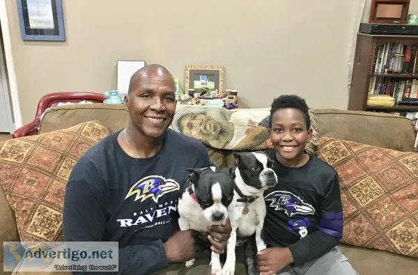 Boston terrier