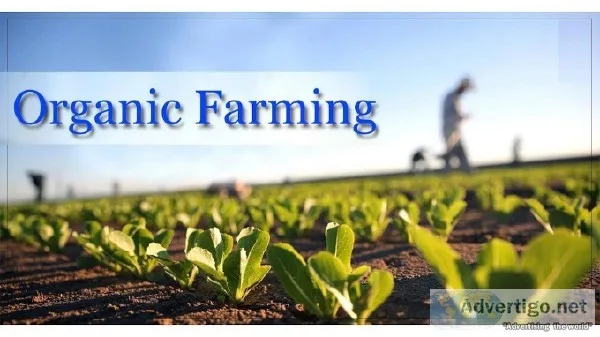 advantage of organic farming