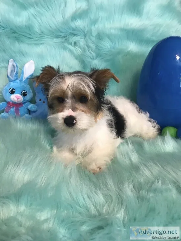 Male Yorkie Puppy